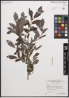 Foto von Salix cinerea L.